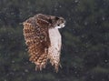 Flying Great Horned Owl