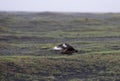 Flying Great skua Stercorarius skua in Iceland Royalty Free Stock Photo