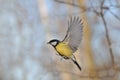 Flying Great Tit in bright autumn day Royalty Free Stock Photo