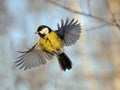 Flying Great Tit in bright autumn day Royalty Free Stock Photo