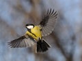 Flying Great Tit