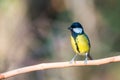 Flying Great Tit or Parus major