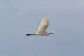 Flying great white egret egretta alba, spread wings, blue sky Royalty Free Stock Photo