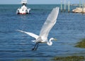 Flying Great White Egret With The Harbor Of Marathon Key Florida In The Background Royalty Free Stock Photo
