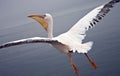 Flying with a Great White Pelican - Namibia Royalty Free Stock Photo