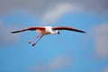 Flying Greater Flamingo, Phoenicopterus ruber, pink big bird with clear blue sky, Camargue, France. Flamingo in fly. Pink bird on Royalty Free Stock Photo