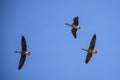 Flying greater white-fronted geese birds