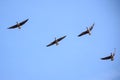 Flying greater white-fronted geese birds