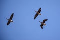 Flying greater white-fronted geese birds