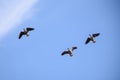 Flying greater white-fronted geese birds