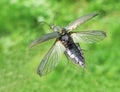 Flying green beetle