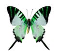 Flying Green Butterfly isolated on white background Royalty Free Stock Photo