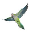 Flying green quaker parrot Royalty Free Stock Photo