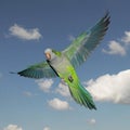 A flying green quaker parrot Royalty Free Stock Photo