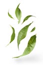 Flying green tea leaves isolated