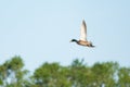 Flying greenhead Royalty Free Stock Photo