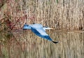 Flying grey heron bird Royalty Free Stock Photo