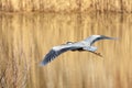 Flying grey heron bird Royalty Free Stock Photo