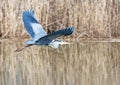 Flying grey heron bird Royalty Free Stock Photo