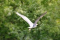 Flying grey heron bird Royalty Free Stock Photo