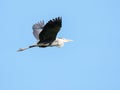 Flying grey heron bird Royalty Free Stock Photo