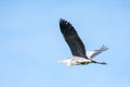 Flying grey heron bird Royalty Free Stock Photo