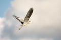 Flying grey heron bird Royalty Free Stock Photo