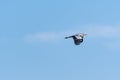Flying Grey Heron by a blue sky Royalty Free Stock Photo