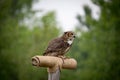 Grey Horned Owl Royalty Free Stock Photo
