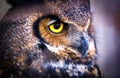 Grey Horned Owl