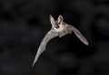 Flying Grey long eared bat