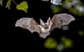 Flying Grey long eared bat in forest Royalty Free Stock Photo