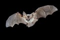 Flying Grey long eared bat Royalty Free Stock Photo