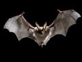 Flying Grey long eared bat isolated on white background Royalty Free Stock Photo
