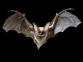 Ai Generated illustration Wildlife Concept of Flying Grey long eared bat isolated on white background Royalty Free Stock Photo