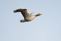 Flying greylag