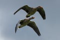 Flying Greylag Geese