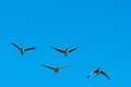 Flying Greylag Geese by a clear blue sky