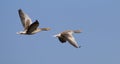 Flying Greylag Geese Royalty Free Stock Photo