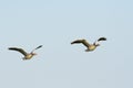 Flying greylag geese