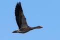 Flying Greylag Goose