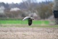 A flying greylag goose Anser anser Royalty Free Stock Photo