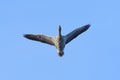 Flying Greylag Goose, Anser anser, Germany, Europe