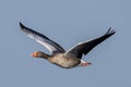 Greylag goose geese, anser anser Royalty Free Stock Photo