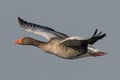 Greylag goose geese, anser anser Royalty Free Stock Photo