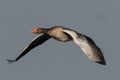 Greylag goose geese, anser anser Royalty Free Stock Photo