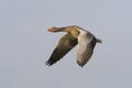 Flying Greylag Goose