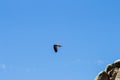 Flying griffon vulture near Salto del Gitano, Spain Royalty Free Stock Photo