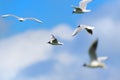 Flying group Black-headed gulls Royalty Free Stock Photo