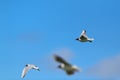 Flying group Black-headed gulls Royalty Free Stock Photo